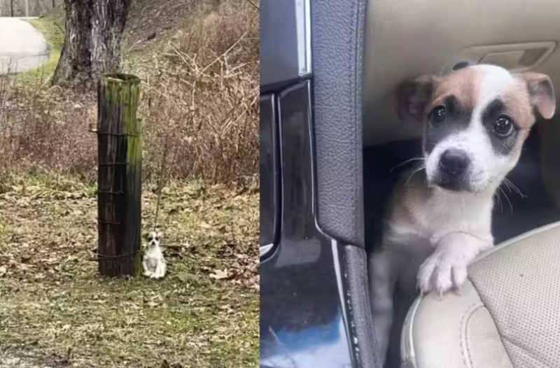 Motorista salva filhote de cão abandonado amarrado a uma árvore, largado na estrada