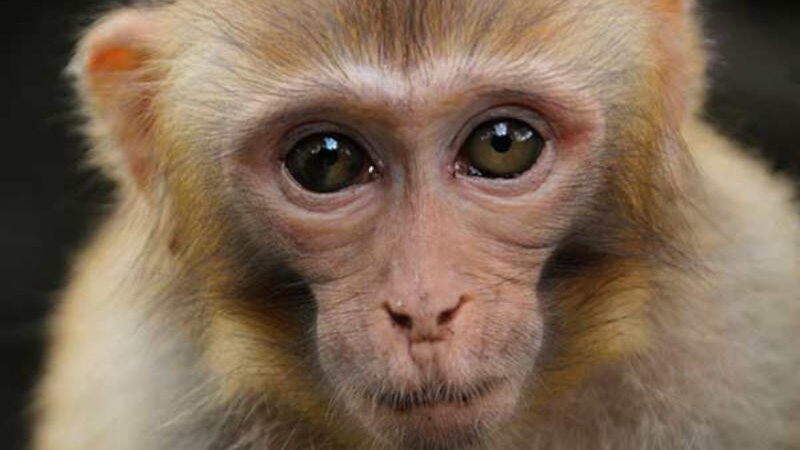 Fazenda de macacos cobaias para pesquisa médica gera controvérsia