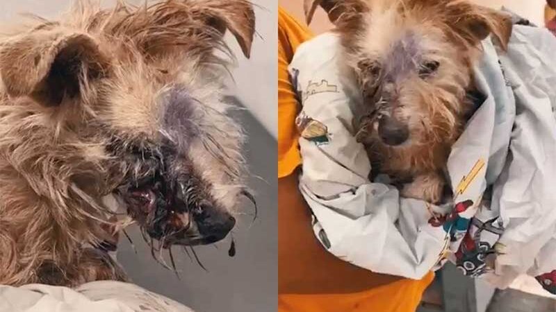 Cãozinho é resgatado após sofrer agressão cruel em ruas de Anápolis, GO