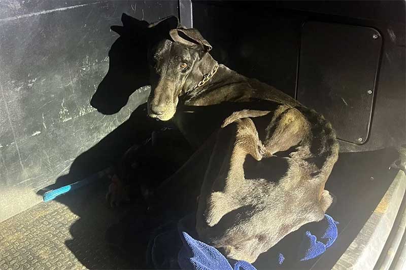 Em estado esquelético, cadela é resgatada em plantação de maconha em GO