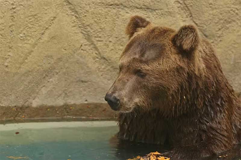 Urso-pardo é abatido na Itália após seguir casal em parque florestal, mas ativistas criticam decisão