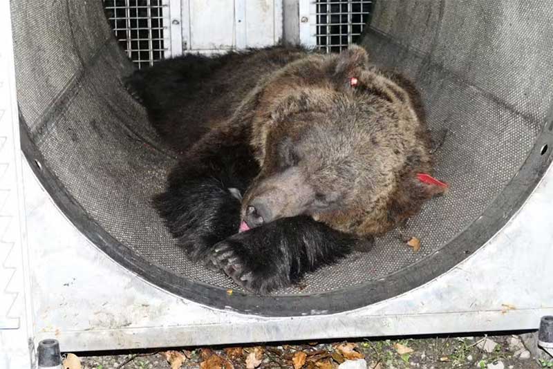 O urso pardo identificado como JJ4 foi capturado pelas autoridades — Foto: AFP