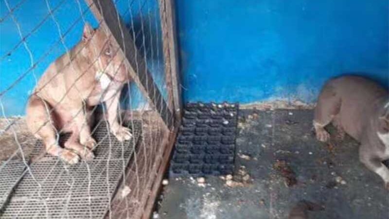Casal investigado por estelionato acaba preso por maus-tratos a animais em MG