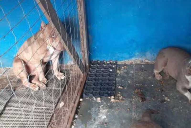 Casal investigado por estelionato acaba preso por maus-tratos a animais em MG