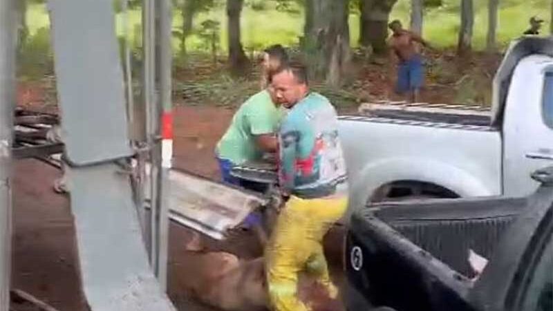 Caminhão carregado de porcos tomba e animais são sequestrados em rodovia; VÍDEO