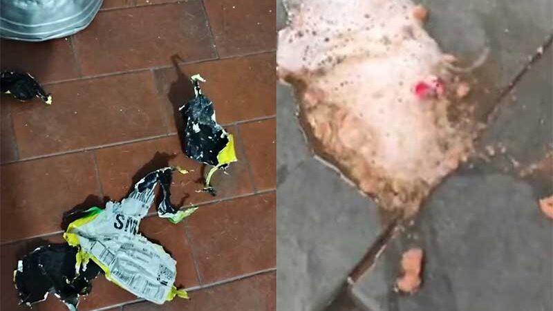 Cães morrem ao comer encomenda de cafeína jogada na varanda em BH: ‘assassinos’