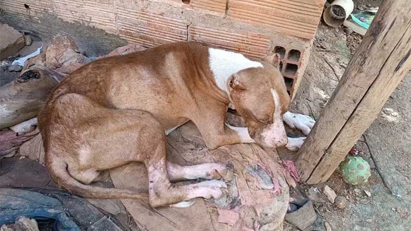 Cadela pitbull é resgatada em situação de maus-tratos durante ocorrência de tráfico de drogas, em Bocaiúva, MG