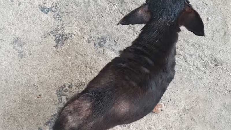 Idoso é detido por manter duas cadelas em situação de maus-tratos em Formiga, MG