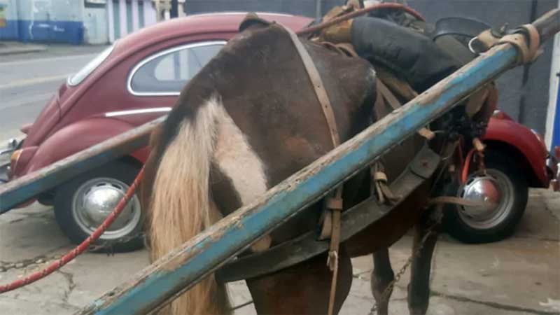 Cavalo debilitado é resgatado ao ser visto puxando carroça com geladeira