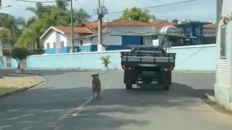 Motorista trafega pelas ruas de Jacutinga (MG) com cão amarrado na carroceria