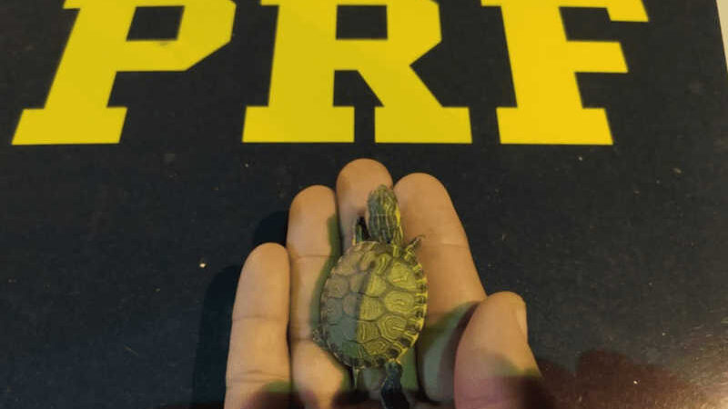 PRF resgata mais de 700 filhotes de tartaruga dentro de caixa de papelão em MG