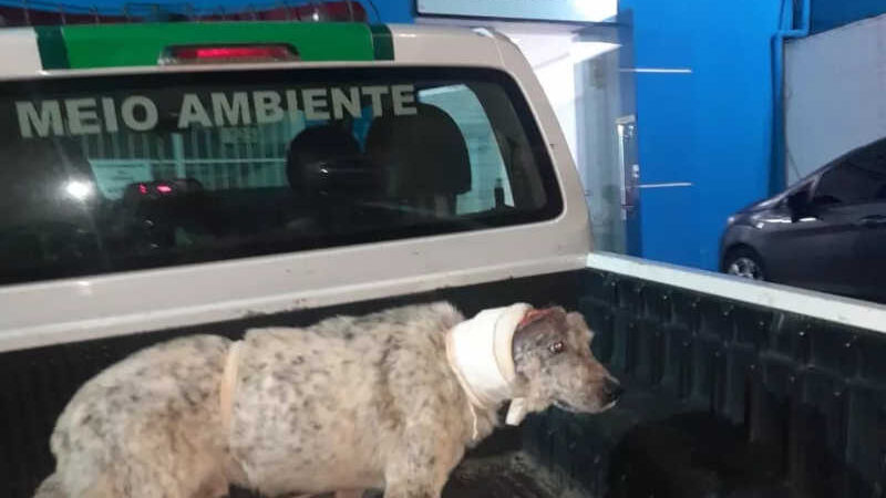 Vídeo: cão é resgatado em situação de maus-tratos em Oliveira Fortes, MG