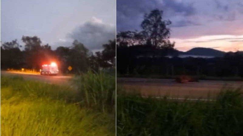 Cavalo é atropelado e morto por caminhão em Pouso Alegre, MG