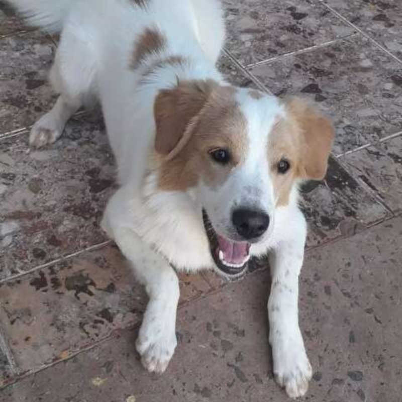 Após dias de buscas, tutora de cachorrinho descobre que ele foi atropelado em Campo Grande, MS