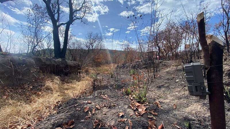 Ninho de tuiuiú foi queimado em incêndio persistente na Serra do Amolar, em MS