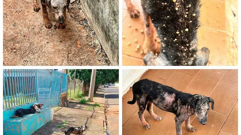 Vizinhos denunciam homem que mudou de casa e abandonou cachorros em Costa Rica, MS