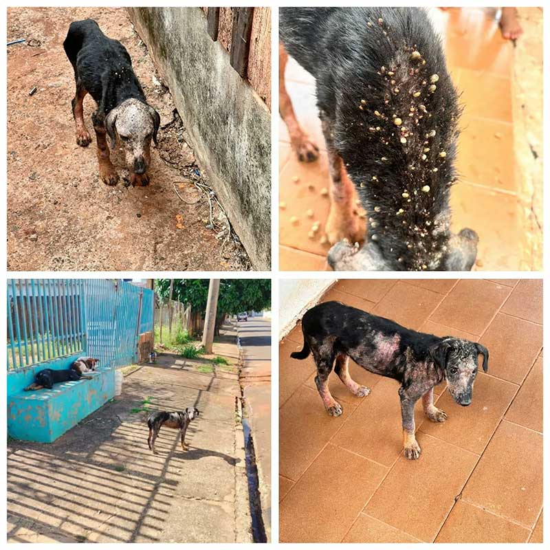Vizinhos denunciam homem que mudou de casa e abandonou cachorros em Costa Rica, MS