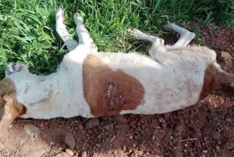 Suspeito de matar 3 cachorros é preso com facão em Ponta Porã, MS