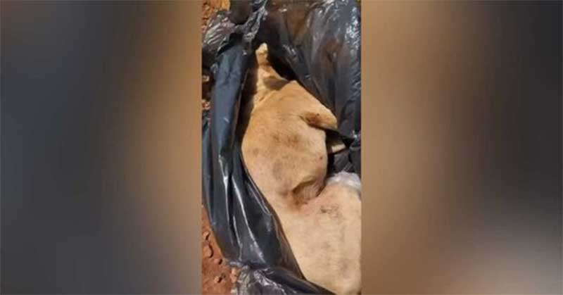Moradores encontram cachorra agonizando dentro de saco de lixo em Sidrolândia, MS; vídeo