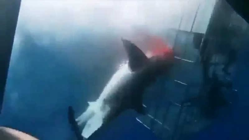 Turismo fatal: tubarão-branco ataca gaiola com mergulhadores e morre no México