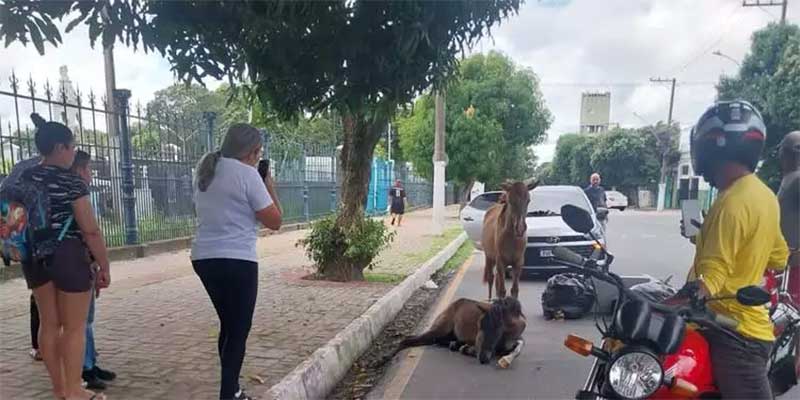 Após passar mal, cavalo é abandonado em rua no bairro do Guamá, em Belém
