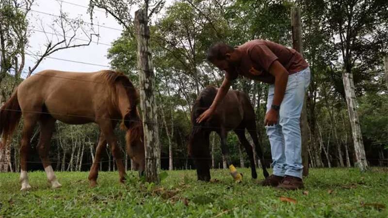 Grande Belém tem 900 animais de tração, diz UFRA; resgate de potras reacende debate sobre a prática