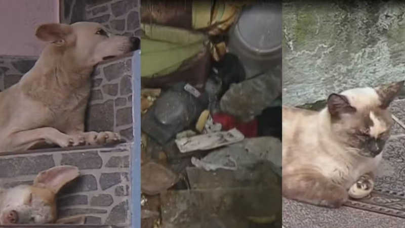 Moradores se mudam e abandonam cães e gatos, em Belém