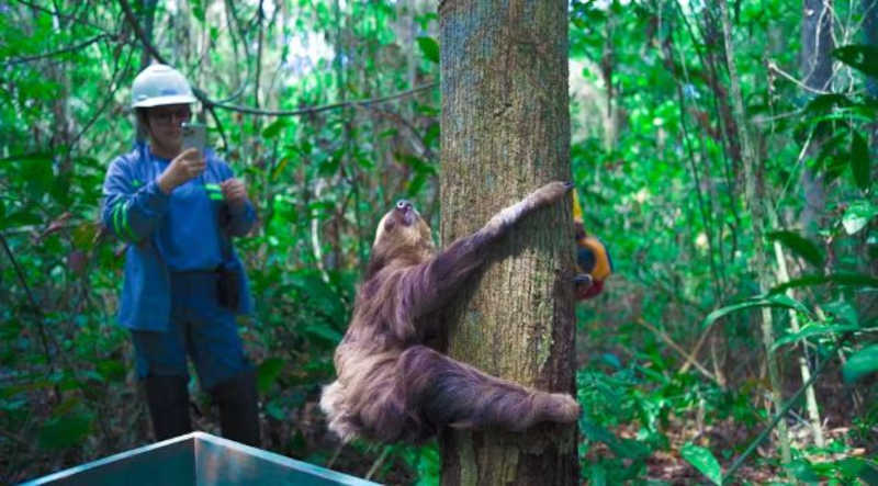 Centro de Reabilitação Animal realiza soltura de preguiça-real resgatada de incêndio florestal em Juruti, PA