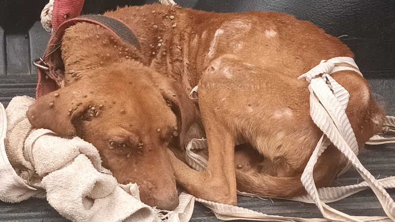 Cachorro é resgatado pela Semma e Polícia Civil no Residencial Magalhães, em Marabá, PA