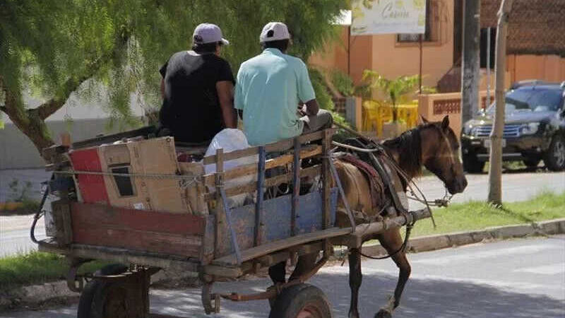 Justiça dá prazo de seis meses para Campina Grande (PB) cumprir lei para punir maus-tratos a animais que puxam carroças e disciplinar transporte