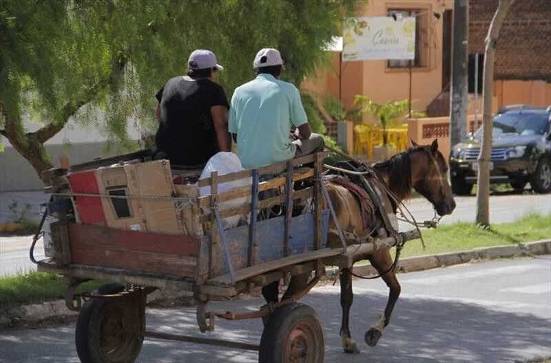 Justiça dá prazo de seis meses para Campina Grande (PB) cumprir lei para punir maus-tratos a animais que puxam carroças e disciplinar transporte