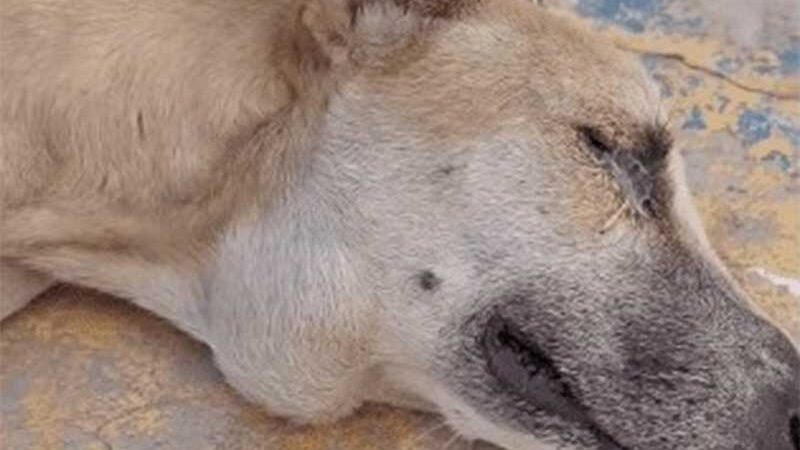 MP cobra Prefeitura de Coremas (PB) para socorrer cão ferido abandonado em praça
