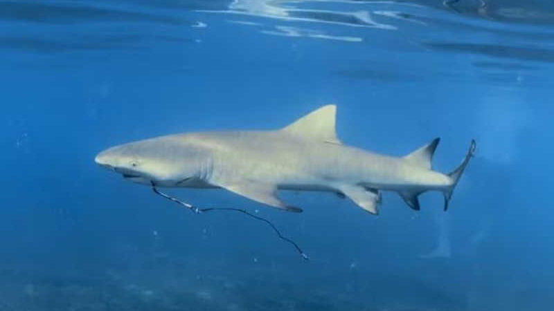 Filhotes de tubarão-limão, espécie ameaçada de extinção, são encontrados com anzol de pesca em Fernando de Noronha; VÍDEO