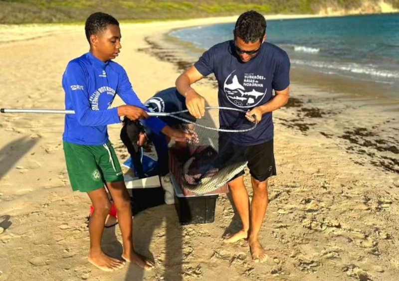 Filhotes são capturados com ajuda de um puçá — Foto: Paulo Meireles/Projeto Tubarões e Rais