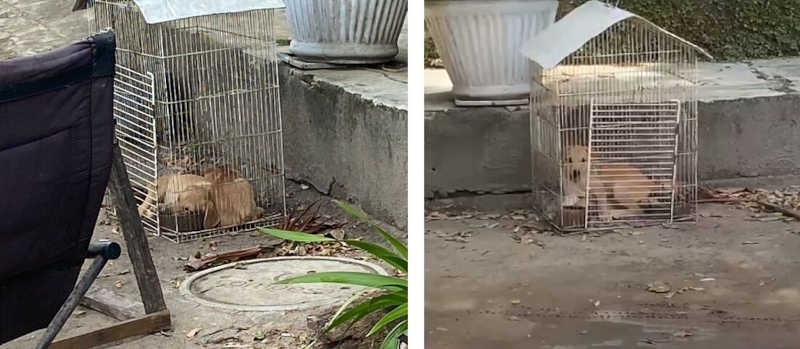Homem é denunciado por manter filhotes de cães dentro de gaiolas em Paulista, PE