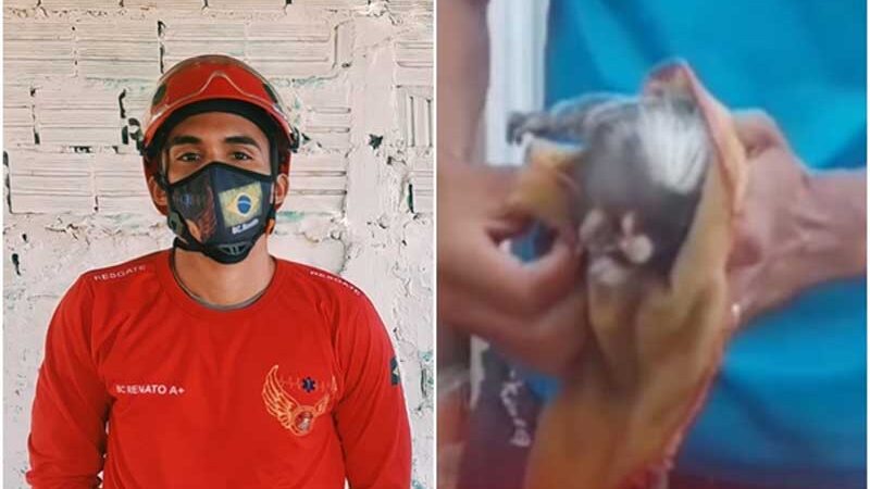 Vídeo: bombeiro civil reanima macaco após animal sofrer choque elétrico ao subir em poste
