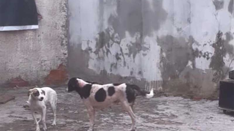 Cães são resgatados após denúncia de zoofilia e outros maus-tratos em Teresina