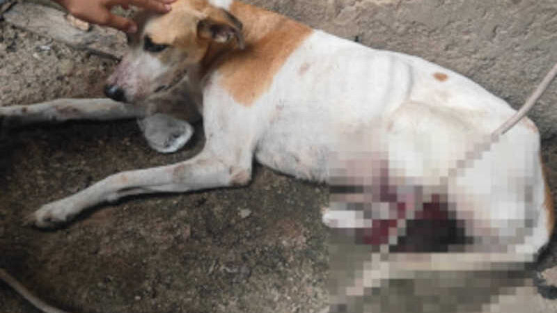 BPA conduz idoso suspeito de desferir golpes de facão em cão de vizinho na zona rural de Teresina