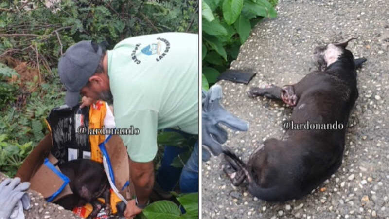Teresina: tutor abandona cão pitbull doente às margens do rio Poti para morrer