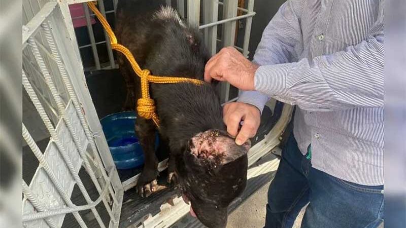 Idoso é preso em flagrante por manter animais esfomeados e em ambiente insalubre, em Apucarana, PR