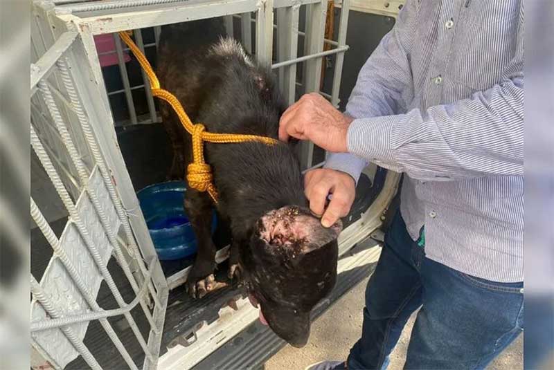 Idoso é preso em flagrante por manter animais esfomeados e em ambiente insalubre, em Apucarana, PR