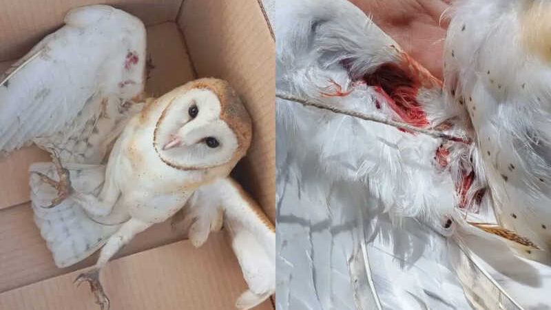 Protetoras resgatam coruja ferida que era mantida em cativeiro, mas ave não resistiu e morreu