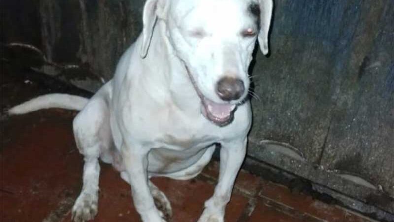 VÍDEO: cachorro é arremessado por cima do muro de abrigo em Cascavel, PR