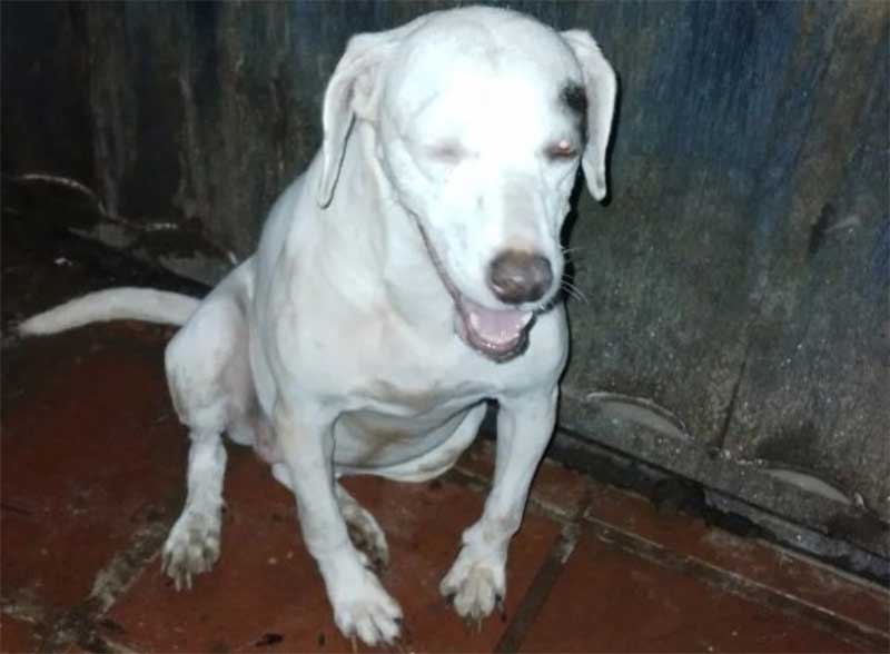 VÍDEO: cachorro é arremessado por cima do muro de abrigo em Cascavel, PR