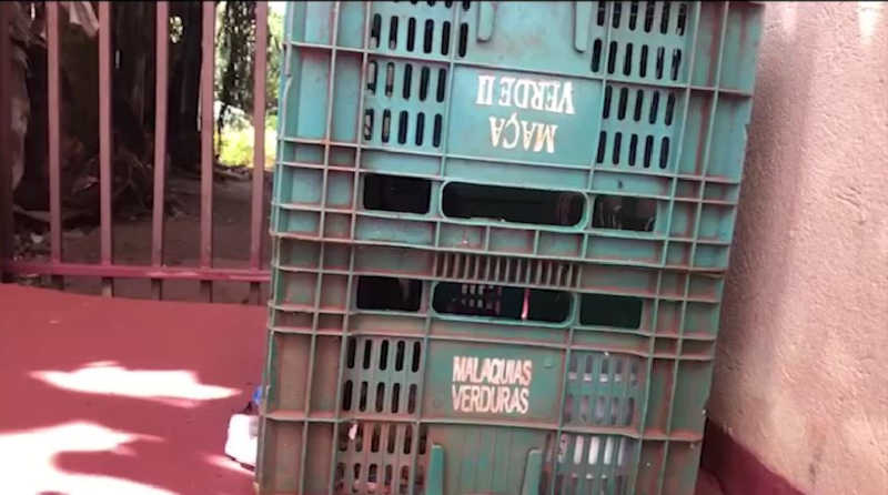 Filhotes de cães são abandonados em caixa de frutas em Cascavel, PR