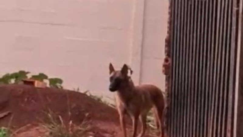 Cão é amarrado com fio de aço no Universitário, em Cascavel, PR
