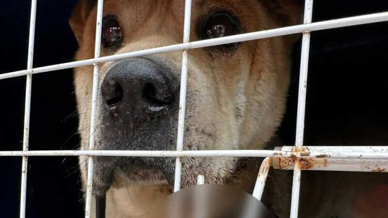 Vizinhos acionam morador para levar cão ao veterinário e, sem fazer nada, ele é preso em Curitiba