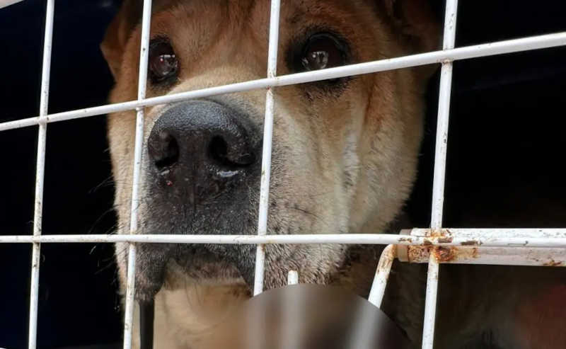 Vizinhos acionam morador para levar cão ao veterinário e, sem fazer nada, ele é preso em Curitiba