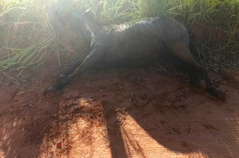 Jovem é detido por atirar pedra em égua e matá-la na zona rural de Esperança Nova, PR