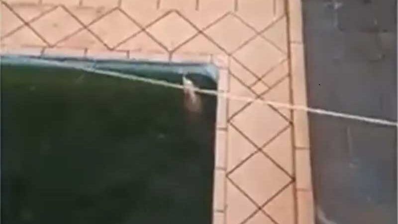 Cachorro é resgatado em piscina em casa de Maringá, PR; imóvel estava vazio e dono não foi localizado; VÍDEO